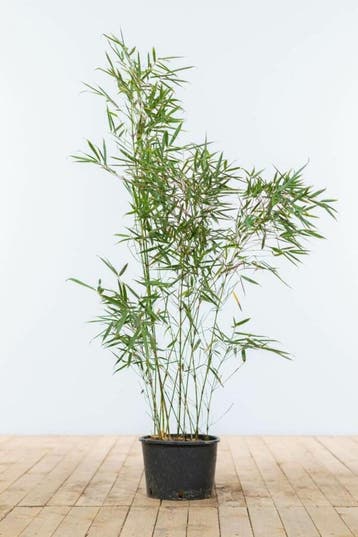 Bamboe Fargesia robusta Campbell Haag 80-100 Kluit, Tuin en Terras