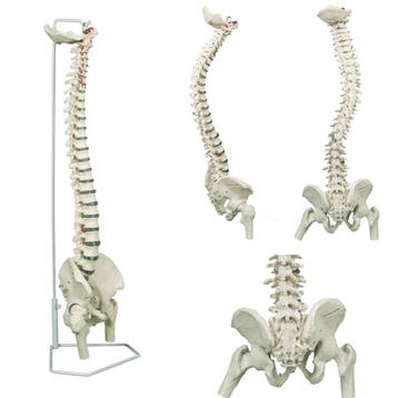 Anatomie model wervelkolom met femurkoppen, flexibel, 85..., Nieuw