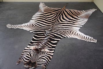 Plains Zebra Skin with Head Gewei - Equus quagga - 290 cm -, Nieuw