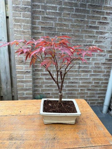 Japanese maple bonsai (Acer palmatum) - Hoogte (boom): 35 cm