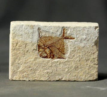 Prachtigste fossiele vis op steen - - Gefossiliseerd dier -