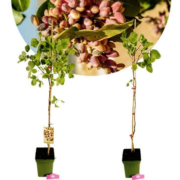 Pistachia vera + pot 23cm, Verzenden, Volle zon