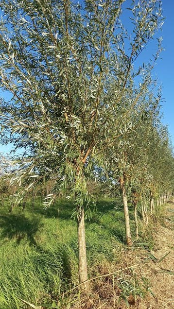 Knotwilgen, salix alba, knotwilg,treurwilg, Overige soorten, 250 tot 400 cm