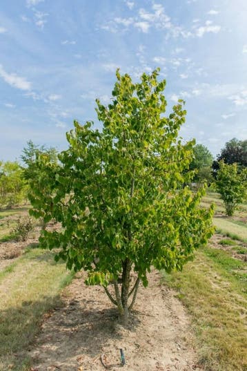 Tilia cordata meerstammig