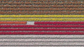 Bernhard Lang - AV_Tulip_Fields_023 - XXL - Framed