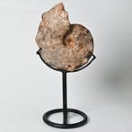 Ammoniet - Gefossiliseerde schelp - Mammites nodosoides, Verzamelen, Mineralen en Fossielen