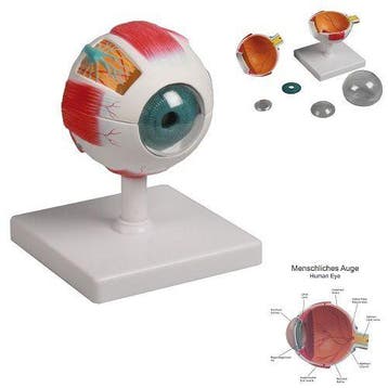 Anatomie model oog, 6-delig, doorsnede 10 cm, Nieuw