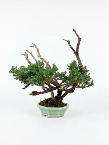 Jeneverbes bonsai (Juniperus) - Hoogte (boom): 26 cm -