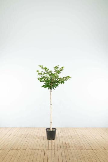Prunus Accolade halfstam, Tuin en Terras
