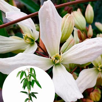 Clematis Armandii container (P15) Sierplanten, Wit, Verzenden, Overige soorten, Struik