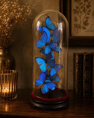 Vlinder Taxidermie volledige montage - Morpho didius - 65 cm