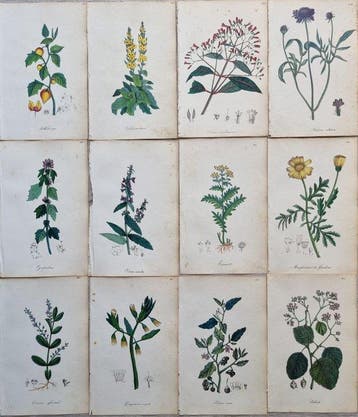 Felice Cassone (1815/ 1854) - Lot. of 12 sheets - Flora