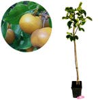 Pyrus pyrifolia ‘Kosui’ + pot 23cm, Verzenden, Volle zon
