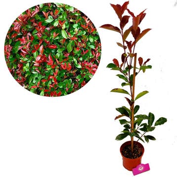 Photinia Fraseri Red Robin + Pot 17cm, Verzenden