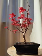 Japanese maple bonsai (Acer palmatum) - Hoogte (boom): 28 cm