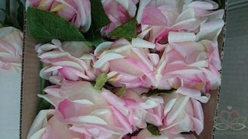 Zijden Roos Groot Roze Peach 60 cm per stuk, Ophalen of Verzenden, Nieuw
