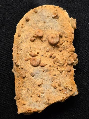 Fossiel - Gefossiliseerd dier - Jurassic piece of seabed -