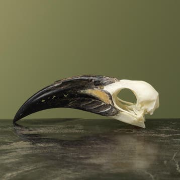 Grijze Tok M Schedel Taxidermie Opgezette Dieren By Max, Verzamelen, Dierenverzamelingen, Ophalen of Verzenden, Nieuw, Vogel, Opgezet dier