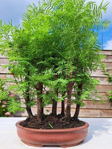 metasequoia bos in bonsaischaal - Hoogte (boom): 35 cm -