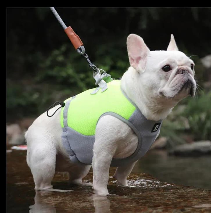 Verkoelend hondenvest Harnas Geel (hondenkleding), Dieren en Toebehoren, Hondenkleding, Hondenjas, Nieuw, Ophalen of Verzenden