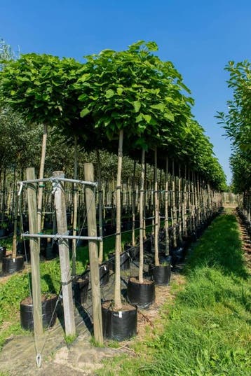 Catalpa bignonioides Nana bolvorm 14/16 150cm stam