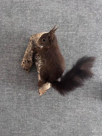 Red Squirrel - Taxidermie volledige montage - Sciurus, Verzamelen, Nieuw