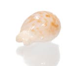 TOP uitstekend exemplaar met gegevensblad Taxidermie, Nieuw