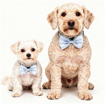 Honden strikje licht blauw of 1 van de vele andere kleuren, Ophalen of Verzenden, Nieuw, Overige typen