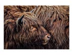 Glasschilderij Schotse Hooglander | S321, Ophalen of Verzenden, Nieuw