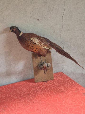 Colchische fazant Taxidermie wandmontage - Phasianus, Verzamelen, Nieuw