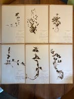 Alain keulen - Herbier de collection (50 fiches) - Faculté