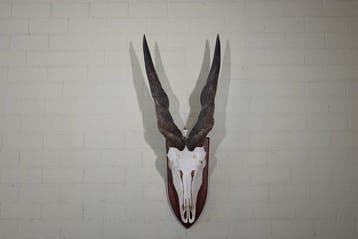 African Antelope Schedel - Common Eland - Taurotragus oryx -, Antiek en Kunst