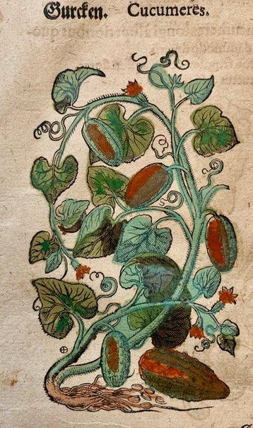 Pietro Andrea Mattioli - Original hand-colored leaf from