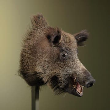 Wild Zwijn Middel Taxidermie Opgezette Dieren By Max, Verzamelen, Dierenverzamelingen, Ophalen of Verzenden, Nieuw, Wild dier