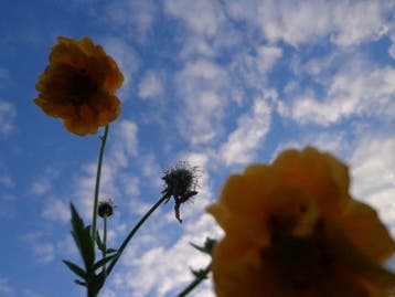 Nagelkruid , Geum Borisii / Geum rivale feuer-/goldball, Ophalen of Verzenden, Lente, Vaste plant, Volle zon