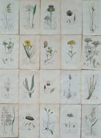 James Sowerby - 20 deels handgekleurde lithos, Antiek en Kunst, Antiek | Boeken en Bijbels