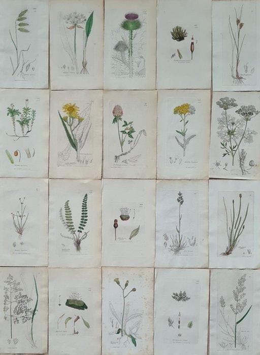 James Sowerby - 20 deels handgekleurde lithos, Antiek en Kunst, Antiek | Boeken en Bijbels