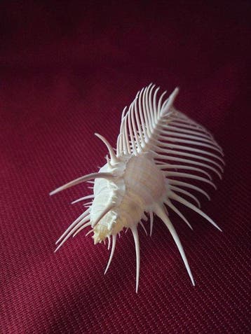 Zeeslak Zeeschelp - S-454 MUREX PECTEN (Zonder minimumprijs), Nieuw