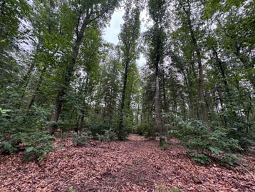 BOSPERCEEL TE KOOP  10.345 m²  EDE, Ede, 1500 m² of meer