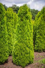 Thuja occidentalis Smaragd 225-250, Ophalen, Conifeer, Haag, 100 tot 250 cm