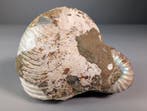 Gepolijste nautiloïde met drie iriserende Cleoniceras op, Verzamelen, Mineralen en Fossielen