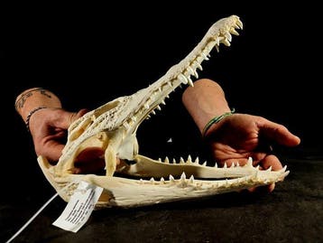 krokodillenkop Taxidermie volledige montage - Crocodylus, Nieuw