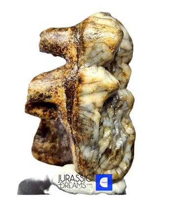 Gem Grade Reusachtige grotbeer uit de IJstijd (Ursus