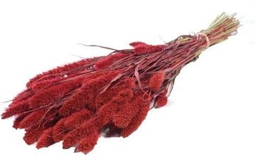 Setaria Trosgierst Rood Bundel, Ophalen of Verzenden, Nieuw