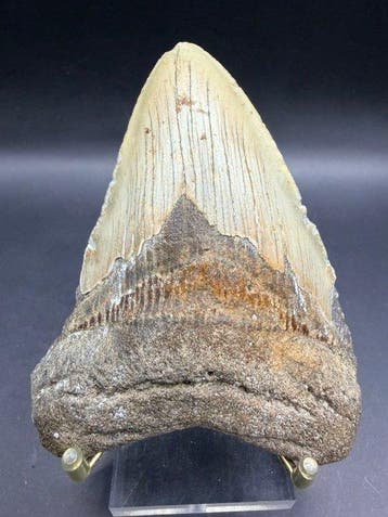 Megalodon - Fossiele tand - Carcharocles megalodon - 11 cm