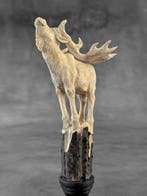 Snijwerk, NO RESERVE PRICE - Moose carving of a deer antler