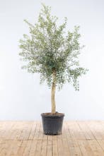 Olijfboom / Olea Europaea op stam 150-175 cm
