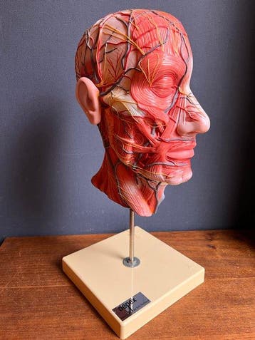 Anatomisch model - kunststof - 1960-1970