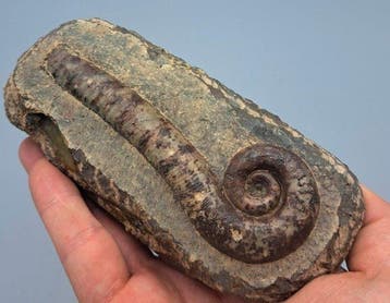 Gefossiliseerde schelp - Trilacinoceras hunanense, Verzamelen