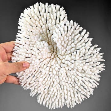 Witte tafelcoral Extra Large (ALLEEN EU-bieders) Skelet -, Nieuw